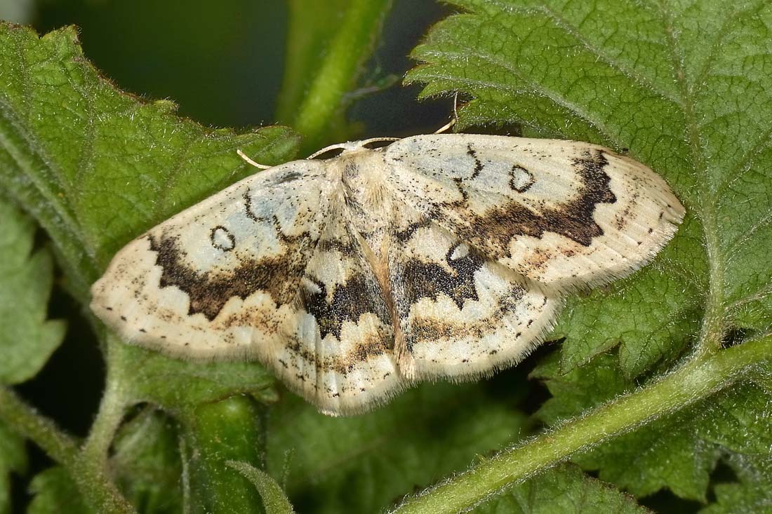 Geometridae? S, Cyclophora (Cyclophora) annularia